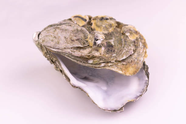istock Two whole oyster shells isolated on white background. 1331050560