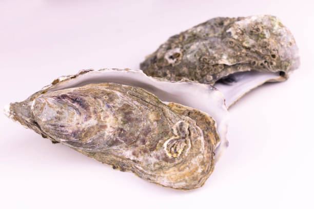 istock Two whole oyster shells isolated on white background. 1331050816