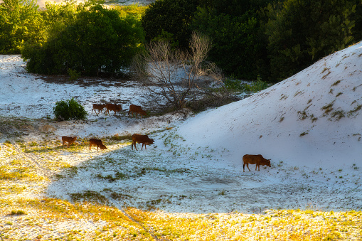 Cows on the white sand dune of Cam Duc town, Khanh Hoa province, central Vietnam