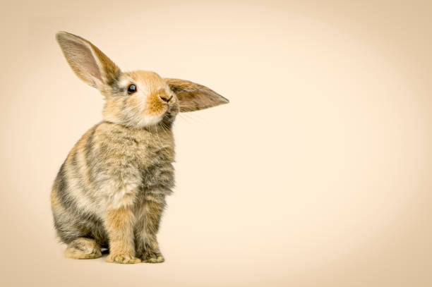 Cute little rabbit on light blue background