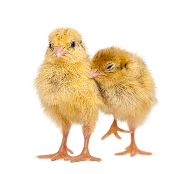 Two Japanese Quail, also known as Coturnix Quail, Coturnix japonica, 3 days old, in front of white background - Remastered Two Japanese Quail, also known as Coturnix Quail, Coturnix japonica, 3 days old, in front of white background - Remastered coturnix quail stock pictures, royalty-free photos & images