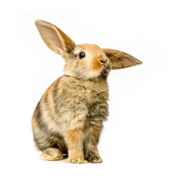istock Rabbit watching the camera in front of a white background - Remastered 1331053216