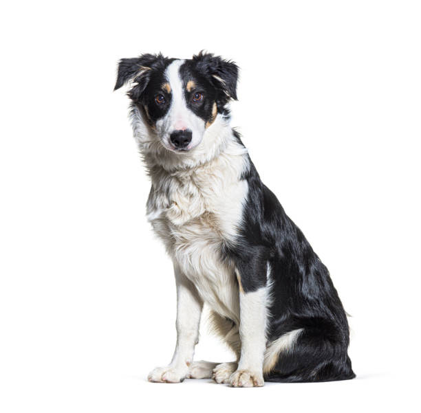 istock Black and white  border collie Sitting looking at camera 1331053292