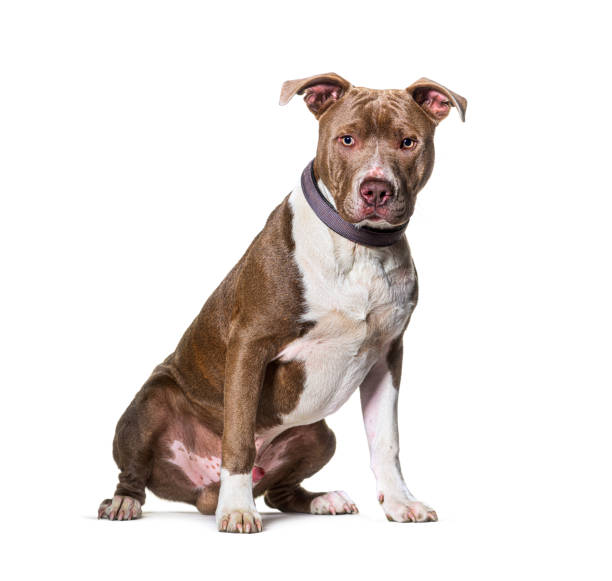 istock American Staffordshire terrier Sitting isolated on white 1331053859