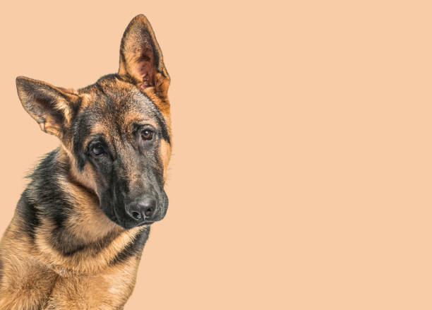 オレンジ色の背景の前で若いジャーマンシェパード犬のクローズアップ - german sheppard ストックフォトと画像