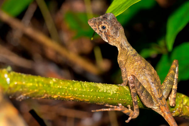 istock Brown-patched Kangaroo Lizard, Sinharaja National Park Rain Forest, Sri Lanka 1331053887