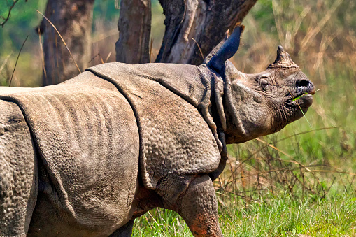 Greater One-horned Rhinoceros, Indian Rhinoceros, Asian Rhino, Rhinoceros unicornis, Wetlands, 