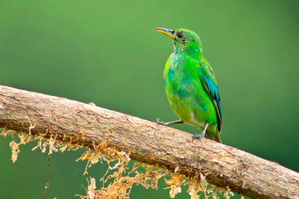 istock Green Honeycreeper, Tropical Rainforest, Costa Rica 1331054058