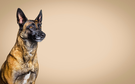 Head shot of a malinois dog against a brown pastel background