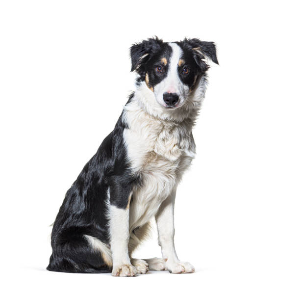 istock Black and white  border collie Sitting looking at camera 1331054225