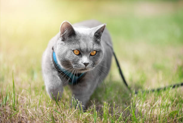 Cat British cat wearing a harness walks on green grass on a sunny day animal harness stock pictures, royalty-free photos & images
