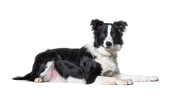 Black and white border collie lying down,  looking at camera, isolated on white