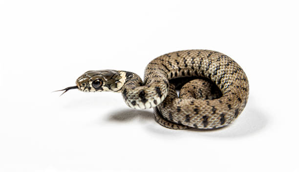 young grass snake, natrix natrix, isolated on white - water snake imagens e fotografias de stock