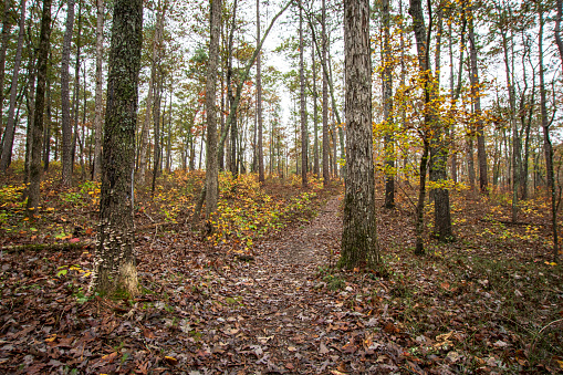 Foot trail through a deciduous forest in southern Appalachia during autumn.