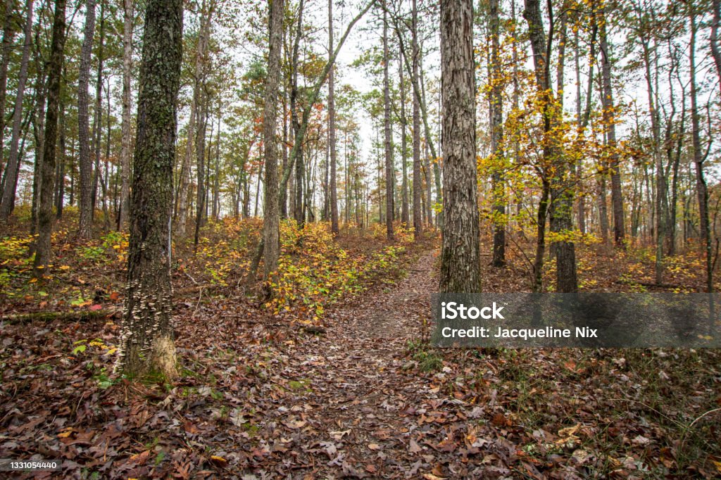 Landscape of a foot trail through the woods Foot trail through a deciduous forest in southern Appalachia during autumn. Appalachian Mountains Stock Photo