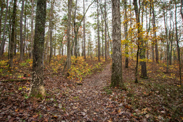 Landscape of a foot trail through the woods Foot trail through a deciduous forest in southern Appalachia during autumn. appalachia stock pictures, royalty-free photos & images
