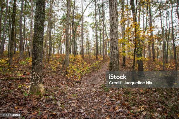 Landscape Of A Foot Trail Through The Woods Stock Photo - Download Image Now - Appalachian Mountains, Appalachia, Alabama - US State