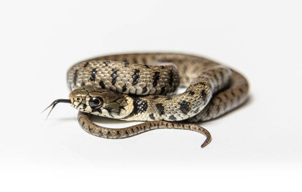 istock Grass snake, Natrix natrix, Isolated on white 1331054473