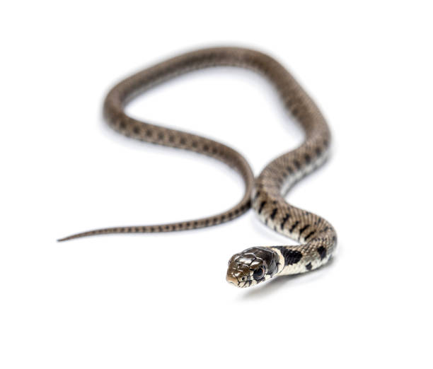 istock Grass snake, Natrix natrix, Isolated on white 1331054542