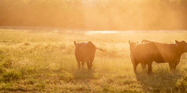 Web banner of Angus beef cattle walking away while backlit by golden setting sunlight on a hazy, dusty summer evening.