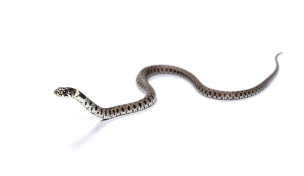istock Grass snake, Natrix natrix, Isolated on white 1331055232