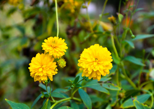 istock Beautiful yellow dahlia flower. 1331055236