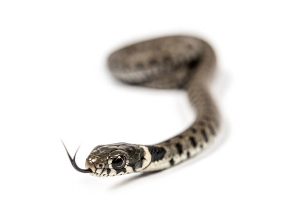istock Grass snake, Natrix natrix, sniffing and getting to know with its tongue, isolated on white 1331055267
