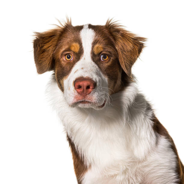 istock Head shot of a australian shepherd, isolated on white 1331055484
