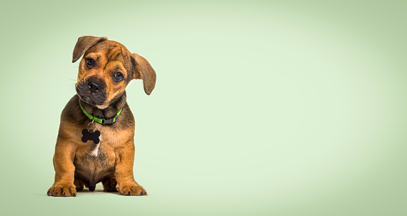 Sitting puppy crossbreed dog, on a green pastel background
