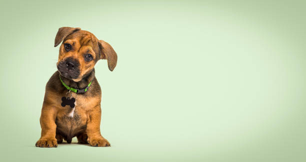 cachorro-de-raça sentado, em um fundo pastel verde - dog mixed breed dog pets puppy - fotografias e filmes do acervo
