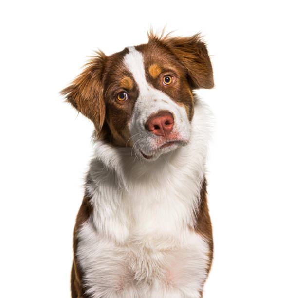istock Head shot of a australian shepherd, isolated on white 1331055638