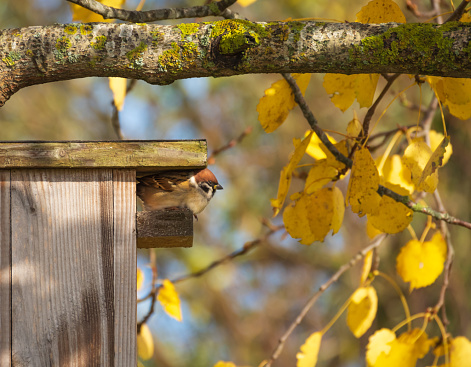 Eurasian tree sparrow perched on the wooden birdhouse set on aspen tree on sunny autumn days. Yellow leaves in the background