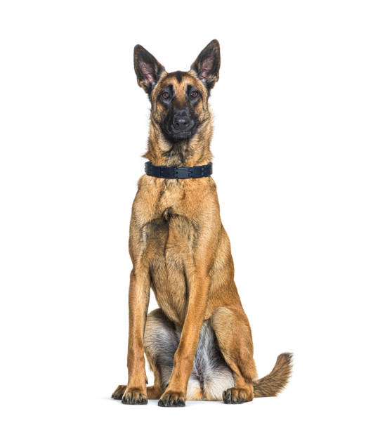 istock Sitting Malinois dog, Isolated on white 1331055755