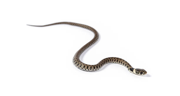 istock Grass snake, Natrix natrix, Isolated on white 1331055778