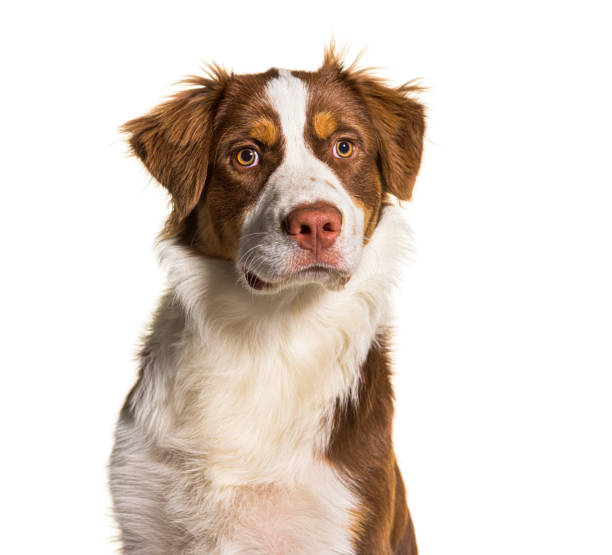 istock Head shot of a australian shepherd, isolated on white 1331055825