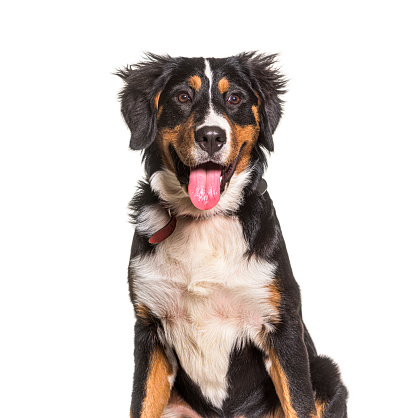 Head shot of a Young Bernese mountain dog panting, Mouth open, isolated on white