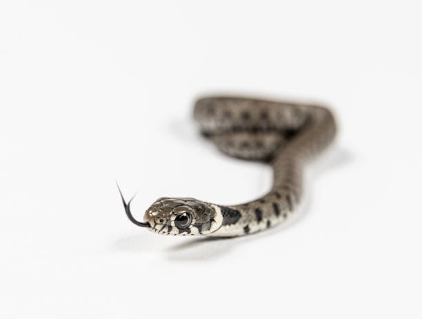 istock Grass snake, Natrix natrix, Isolated on white 1331055922