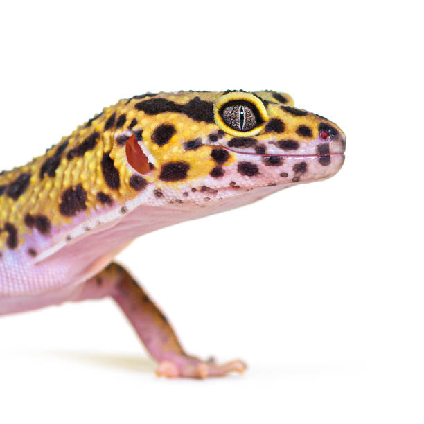 istock Side view Head shot of a Leopard gecko, isolated on white 1331055936