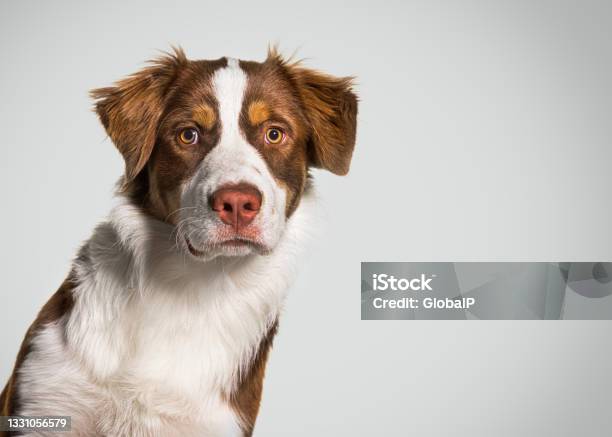 Head Shot Of A Australian Shepherd Grey Backgroung Stock Photo - Download Image Now