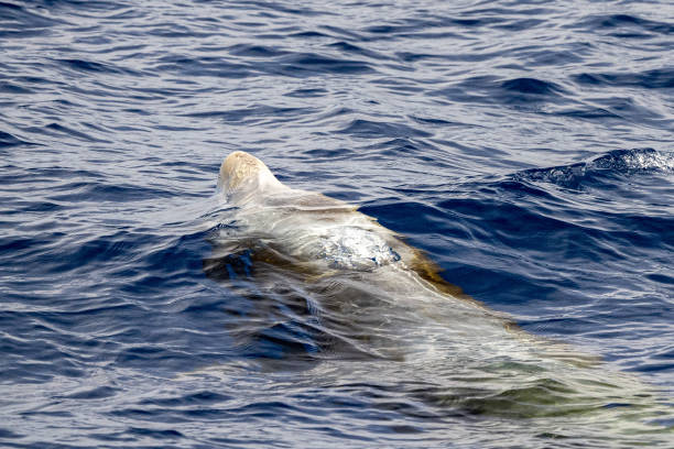 istock Rare Cuvier Goose Beaked whale dolphin Ziphius cavirostris 1331056762