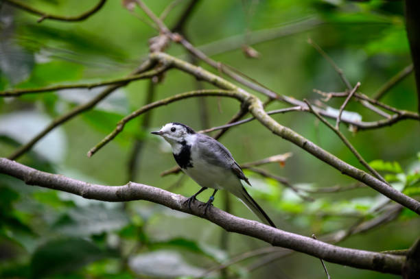 istock White wagtail also known as motacilla alba 1331057301