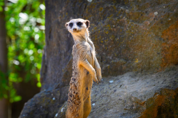 Alert meerkat also known as Suricata suricatta standing on guard. The meerkat is a small mongoose found in southern Africa.