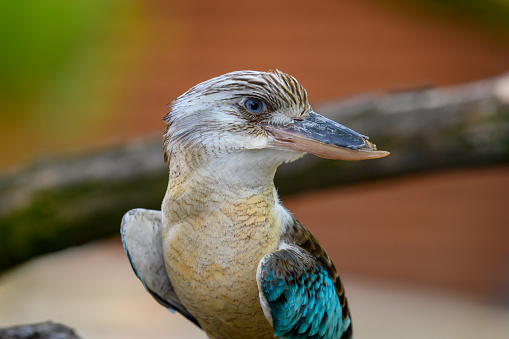 Portrait of male blue-winged kookaburra also known as Dacelo leachii