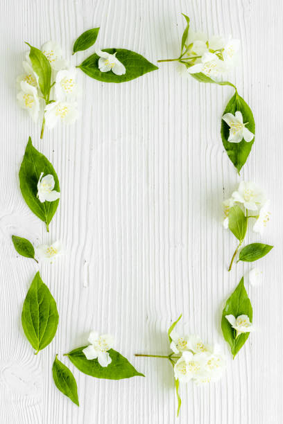istock White jasmine flowers with green leaves flat lay 1331057961