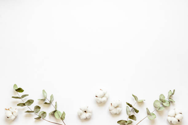 istock Eucalyptus leaves and cotton flowers pattern, flat lay 1331059606