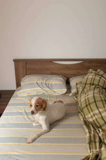 istock Dog relaxing on the bed beside its owner 1331059648