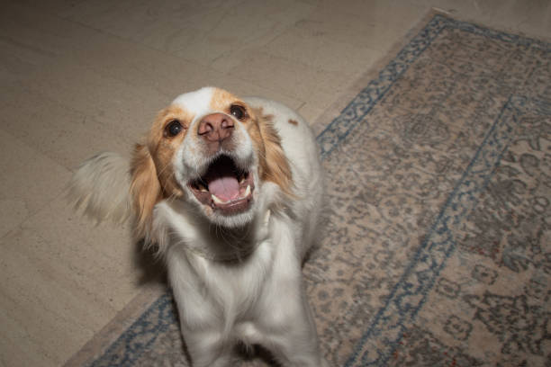 istock Cute dog posing at the camera 1331059713