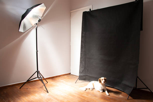 istock Cute dog posing at the camera 1331059760
