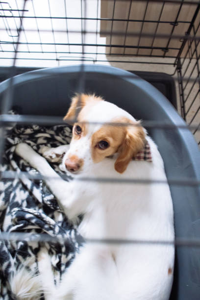 istock Kokoni dog in its cage 1331060037