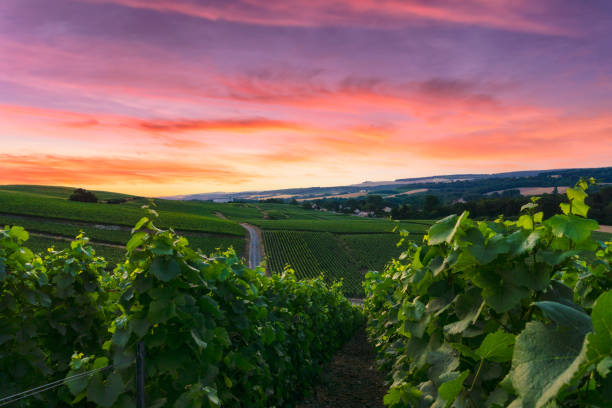 istock Row vine grape in champagne vineyards at montagne de reims 1331062265